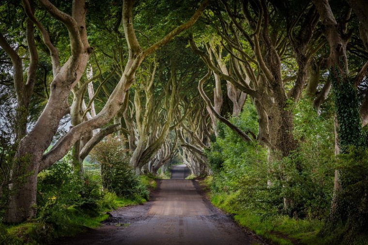 22 Dark Hedges.jpg